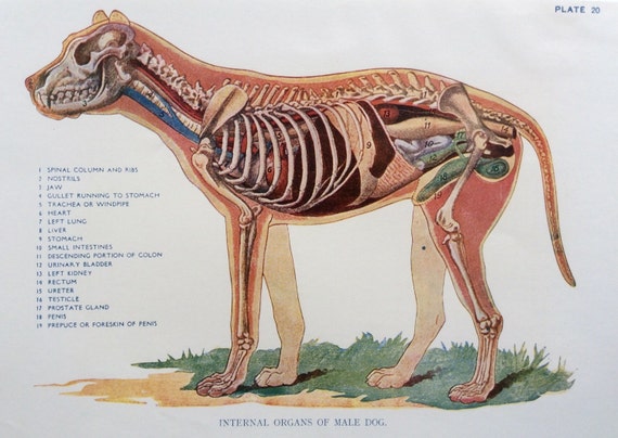 44+ großartig Bilder Innere Organe Hund Arbeitsblatt Die Anatomie des
