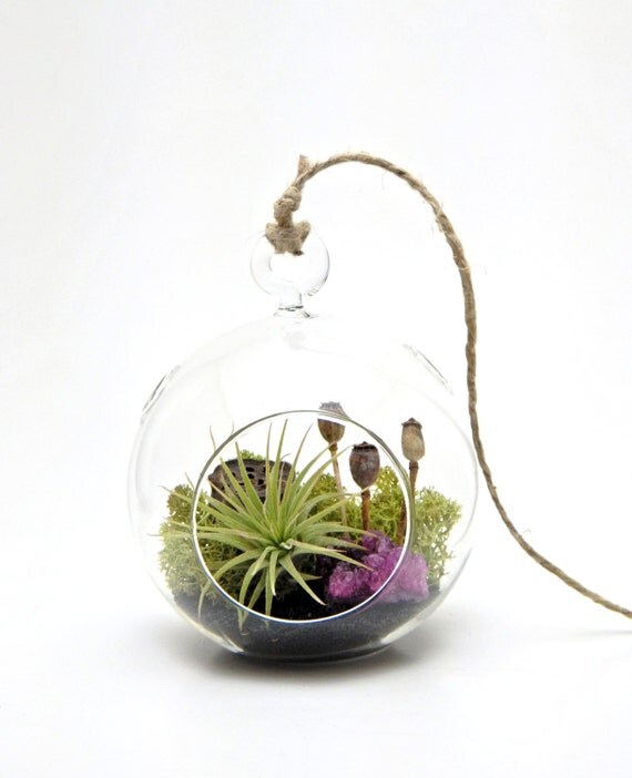 Air Plant Terrarium Kit with Purple by BlissGardensBoutique
