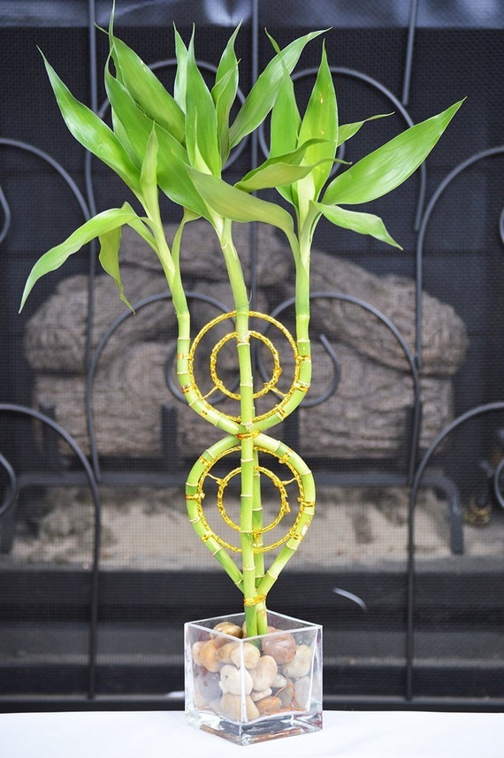 Dream Catcher Lucky Bamboo Plant Arrangement w/ Pebble