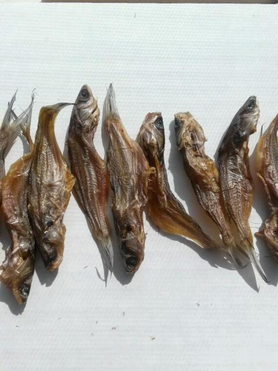 Dehydrated Fish Dog/Cat/Reptile treats