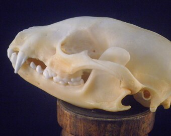 taxidermy raccoon skull in glass display dome