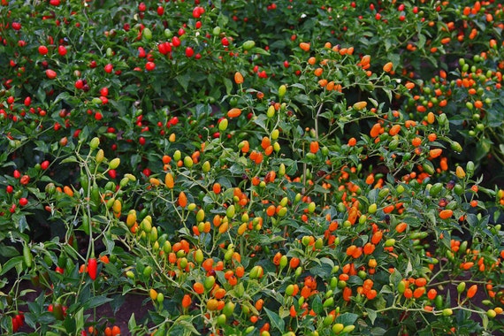 Chili Pequin pepper Seeds Capsicum Annum VERY by CaribbeanGarden