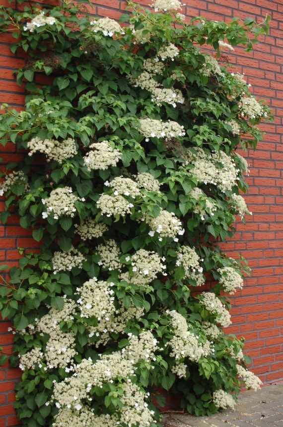 Climbing Hydrangea Seeds HYDRANGEA anomala Petiolaris Vine/Climber 