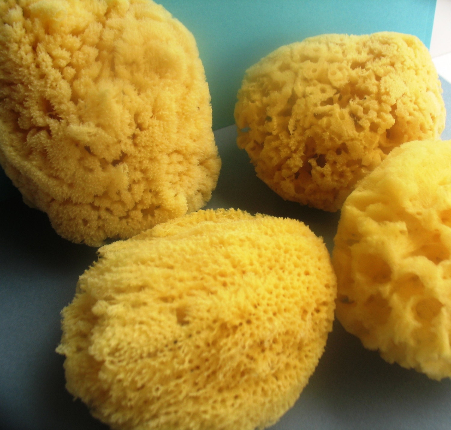 Sea Sponges Natural Sea Sponge Bath Sponge Baby Sponge