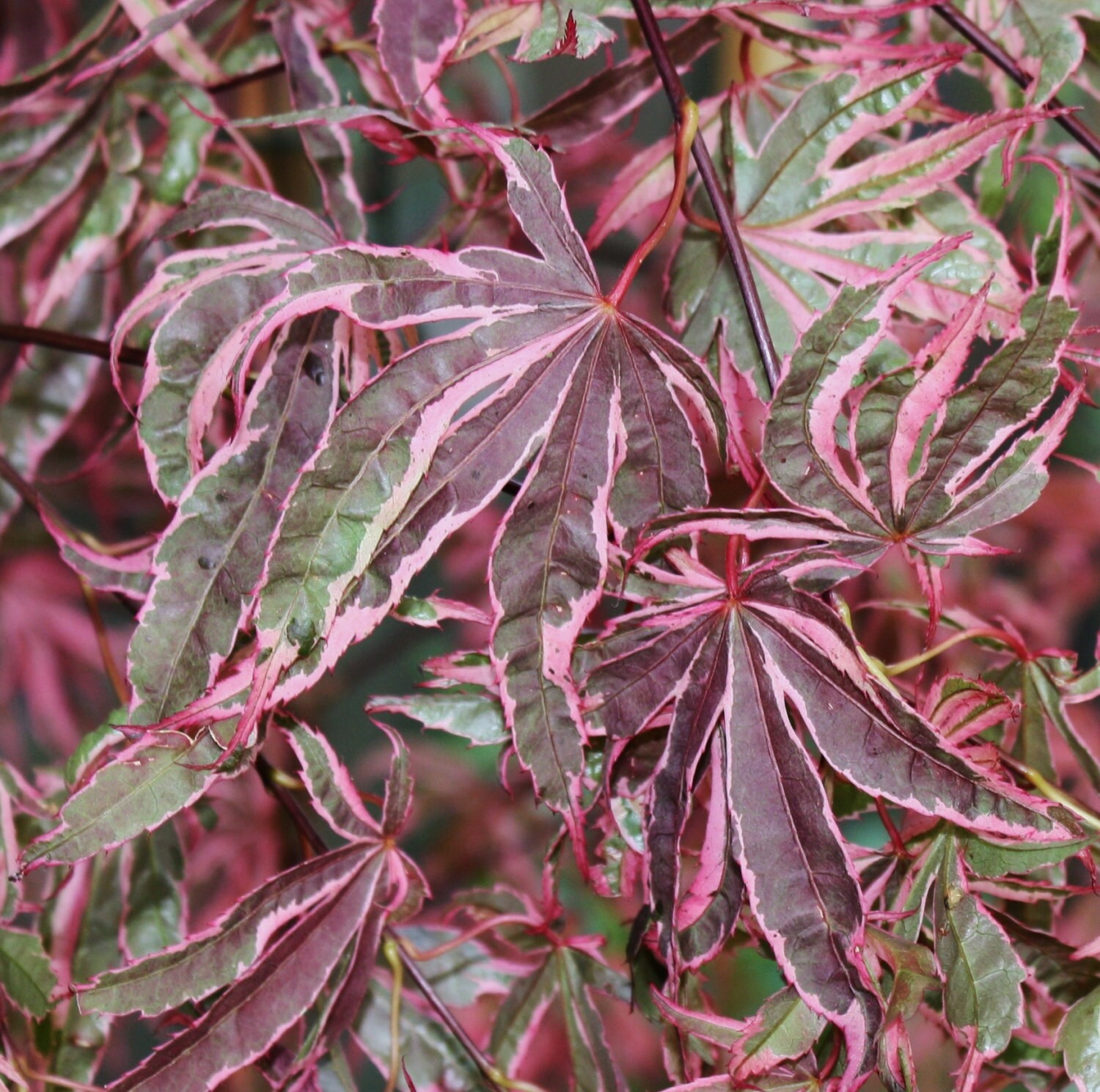 Live GEISHA Gone WILD Rare Japanese Maple Tree by TheMapleTreeLady