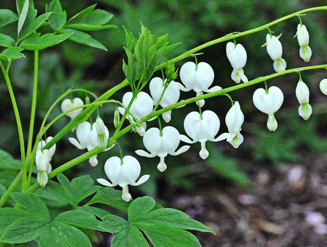 bleeding heart seeds bleeding heart seeds