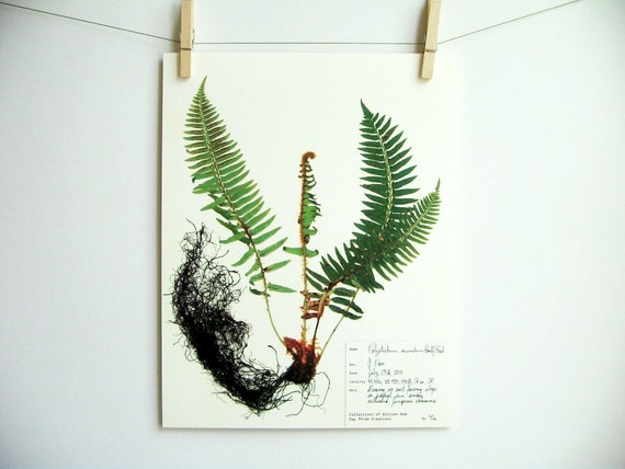 Herbarium Specimen Art PRINT Fern Botanical by DayThreeCreations