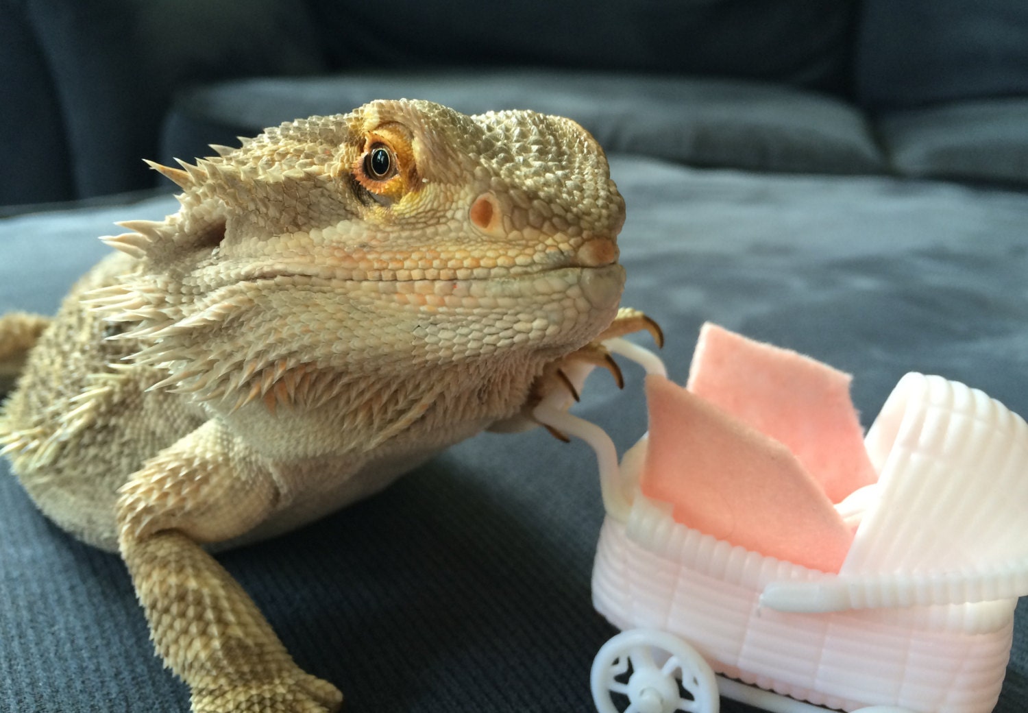 Baby Carriage for Your Bearded Dragon blue or by