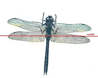 Dragonfly - Temporary tattoo