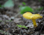 Kitchen Prints, Yellow Mushroom Print, Mushroom Printable, Yellow Mushroom Photo, Market Art Print, Restaurant Art, Vegan Food Print Kitchen Prints, Yellow Mushroom Print, Mushroom Printable, Yellow Mushroom Photo, Market Art Print, Restaurant Art, Vegan Food Print