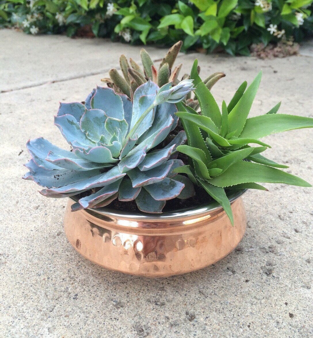 Succulents in blue and chocolate succulent succulent gift