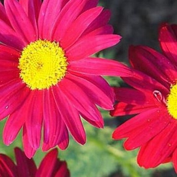 200 Chrysanthemum Robinson Red Flower Seeds by UnderTheSunSeeds