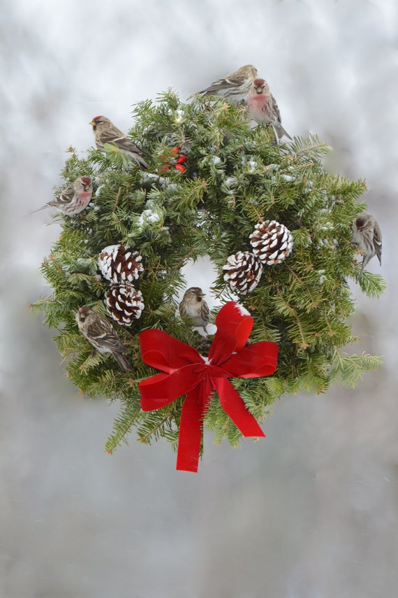 Christmas wreath birds in winter birds on wreath for bird