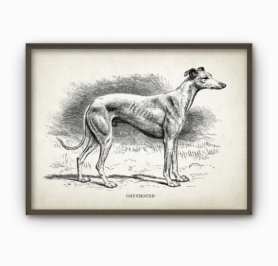 Antique Greyhound Dog Wall Art Print Vintage by DreamHousePrints