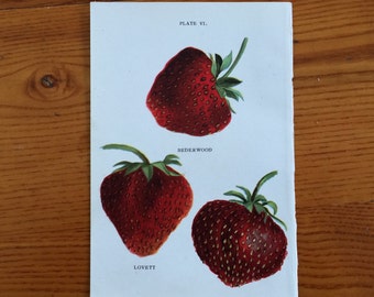 1913 strawberry berries berry fruit print original antique miniature botanical print - strawberries pl 6 - rederwood lovett climax