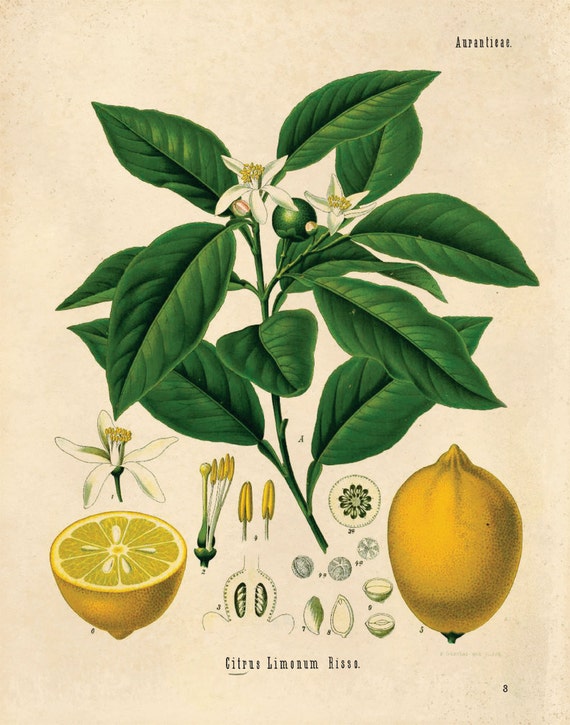 Lemon Botanical Poster Print. Vintage Botanical Reproduction