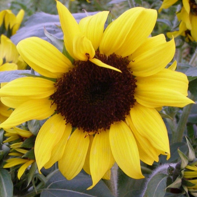 Dwarf Sunflowers Incredible Annual Cutting Garden Fresh Flower