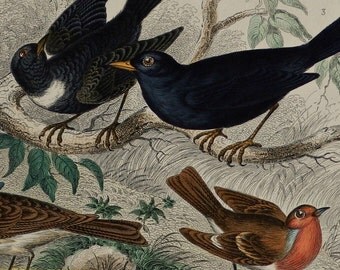 1866.Antique print.Hand colored engraving.BIRDS.147 years old print.Animated Nature.Antique bird prints.9,8x6,2 inches or 16x25 cm.