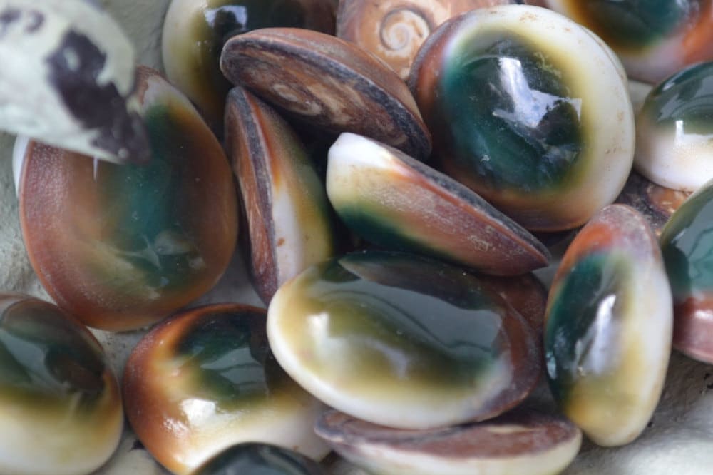 XL Green Cats Eye Shells Shiva Seashells 1 1.5 5