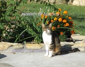 SET OF 2 - Instant downoad - digital photograph - printable download - photo for download - 2 x Tabby Cat photographs - digital download 