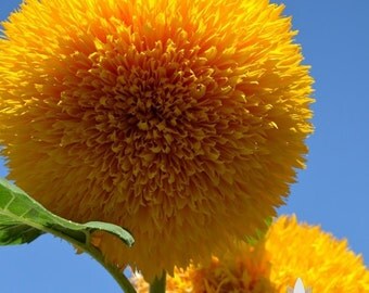 Teddy Bear Sunflower Heirloom Seeds - Non-GMO, Open Pollinated, Untreated, Flower Seeds