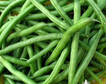 Jade Bush Bean Heirloom Seeds - Non-GMO, Open Pollinated, Untreated