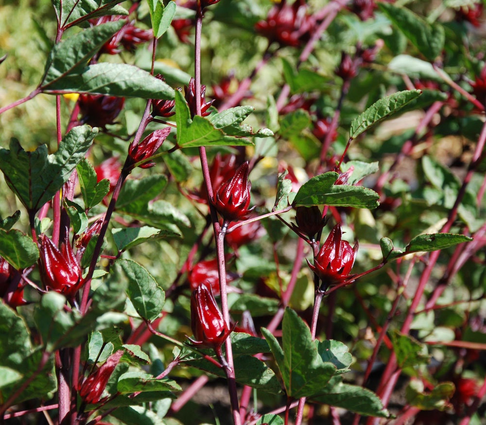 Hibiscus sabdariffa Roselle/Sorrel 40 seeds by LittleVillaSeeds