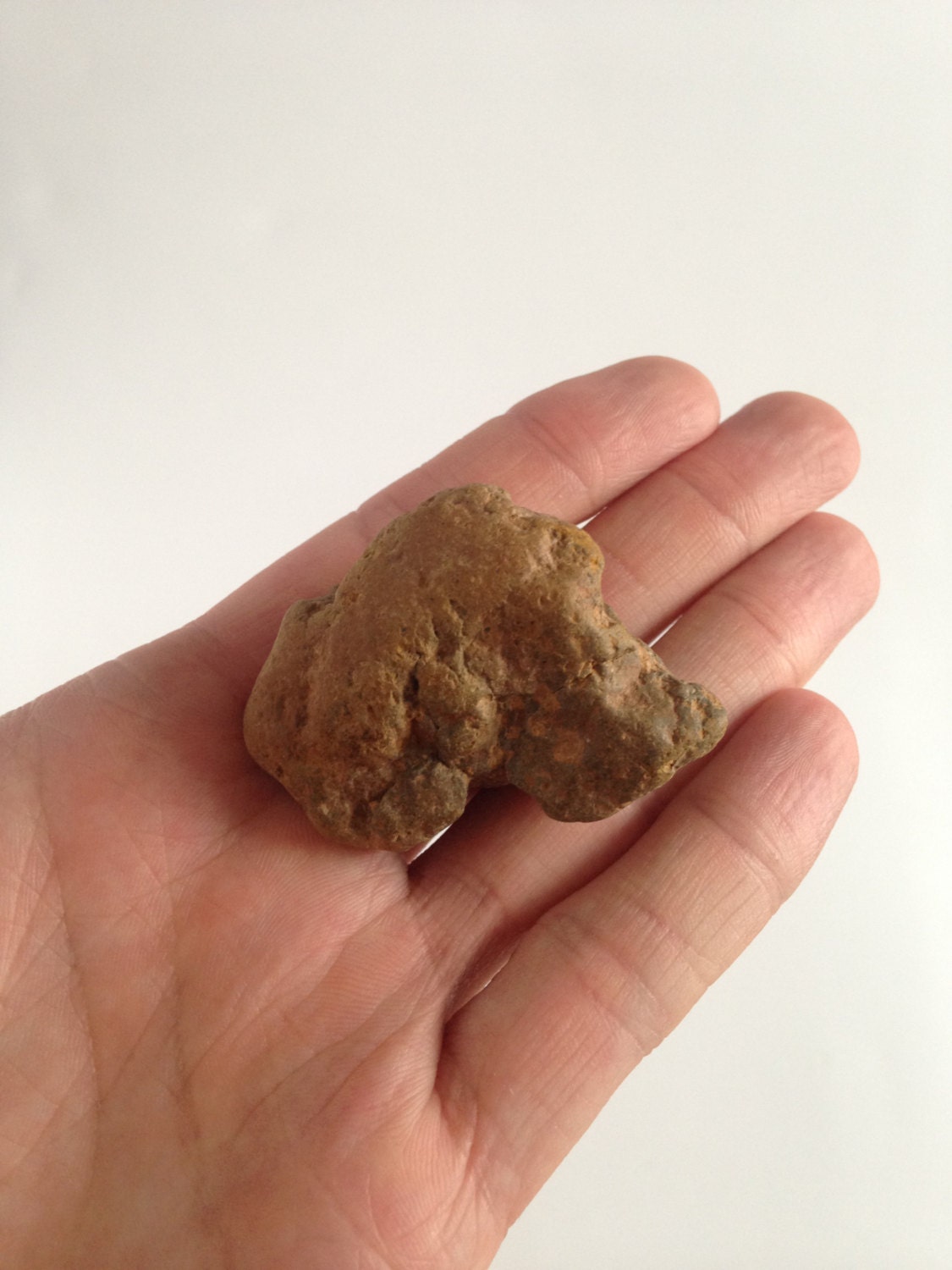 fossilized feces