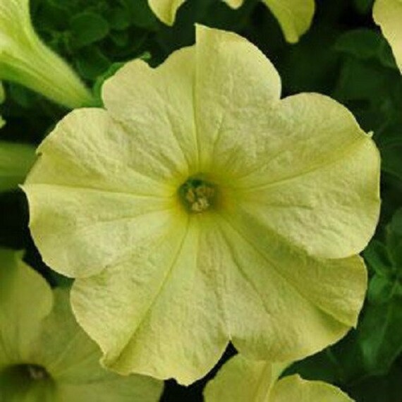 15 Pelleted Petunia Seeds Sophistica Lime Green Petunia Seeds