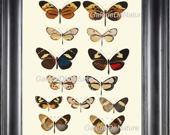 Butterfly Print Art M2 4x6 5x7 8x10 11x14 Beautiful Large Antique Butterflies Chart Illustration Decoration Home Room Wall Decor to Frame