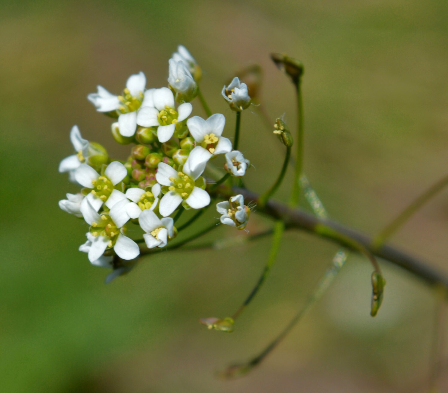 57gr/2oz dried Shepherd's Purse Capsella flower stem by naturabg