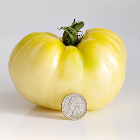 Great White Tomato seeds