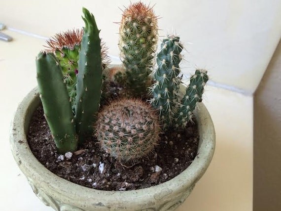 cactus plant diy complete dish garden set includes 5 small cacti soil planter great gift cactus plant diy complete dish garden set includes 5 small cacti soil planter great gift