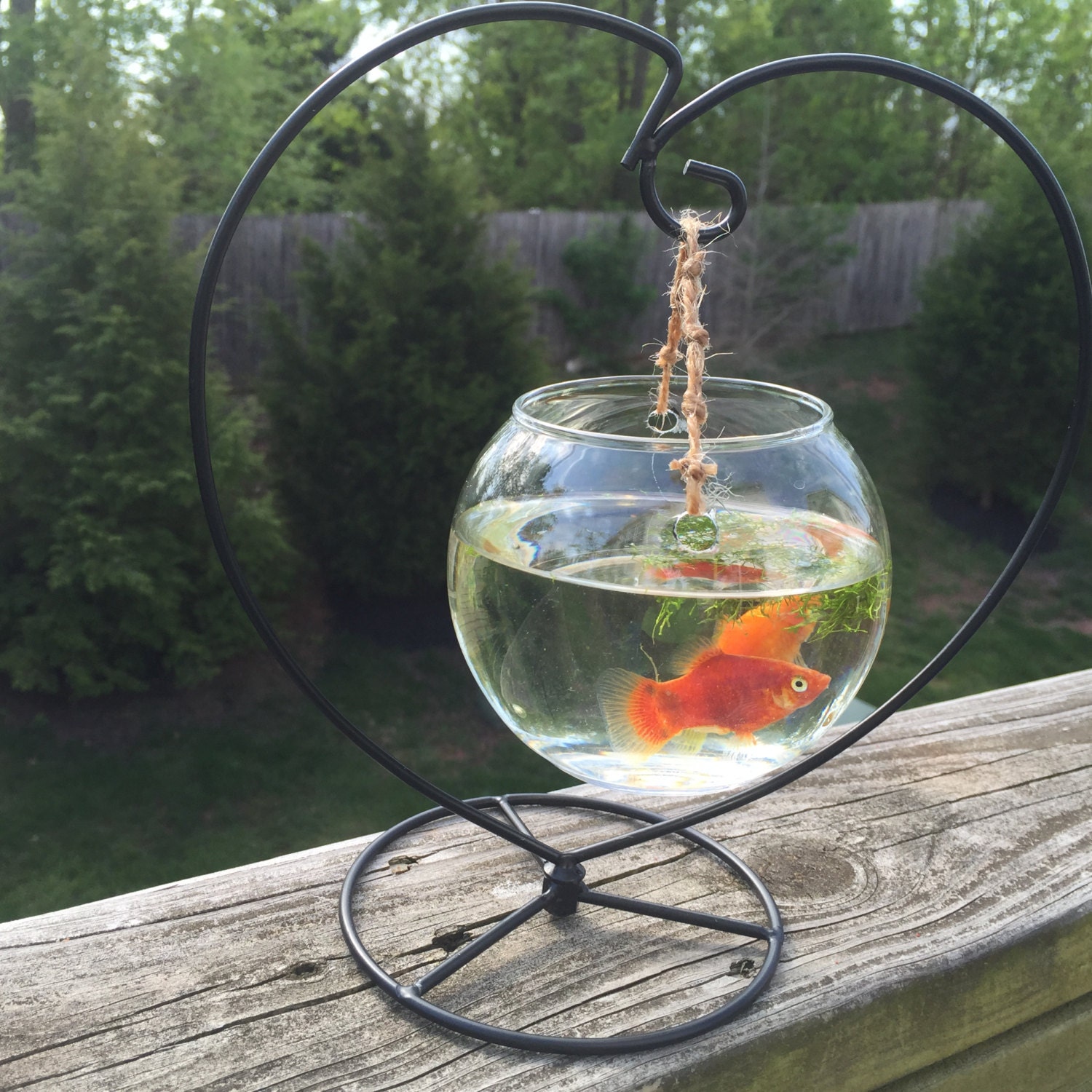 wall mountable fish bowl