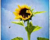 Sunny Honey Bee (Sunflower - 10x10 - Watercolor - Painting - Bee - Wall Decor) Sunny Honey Bee (Sunflower - 10x10 - Watercolor - Painting - Bee - Wall Decor)