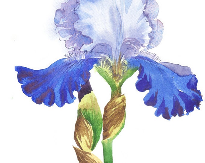 Blue White Iris (3) Watercolor Original, flower, floral, art, summer, blossom, botanical, bouquet, Iris, Blue, watercolor, gift for her