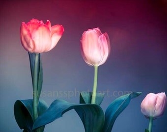 Pink Spring Tulips, Fine Art Photo, large paper wall art, home decor, office art, colorful abstract, blue and pink art, office art