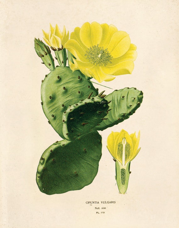 Items similar to Prickly Pear Cactus Blossom Print. Vintage Botanical ...