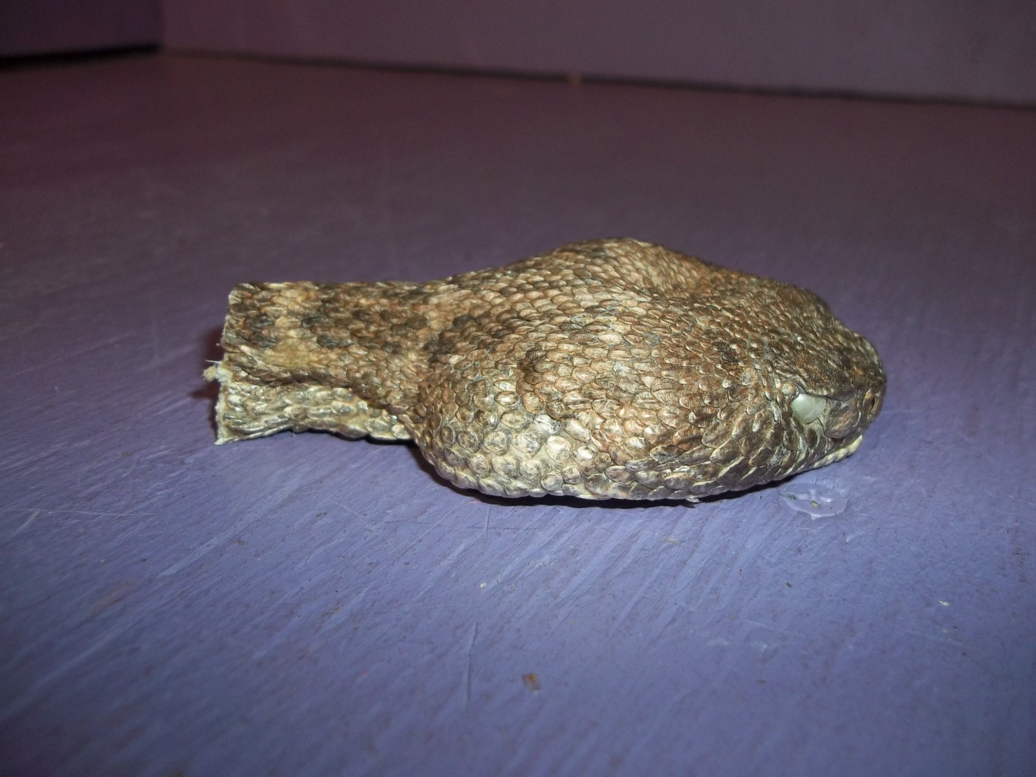 stuffed rattle snake