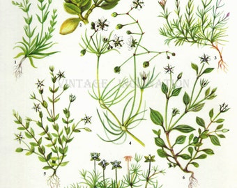 Vintage Botanical Print Antique FLOWERS by VintageInclination