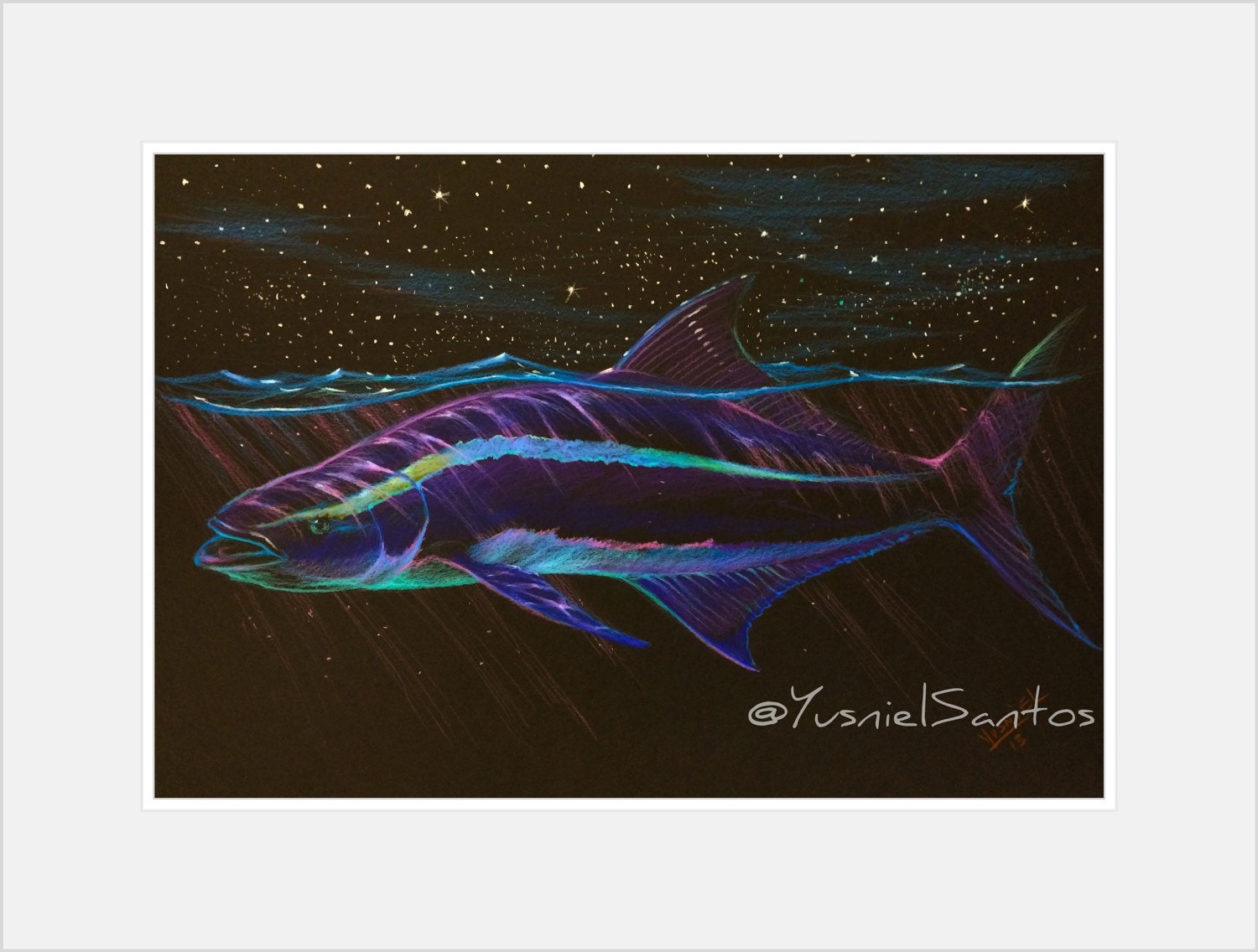 Original cobia drawing