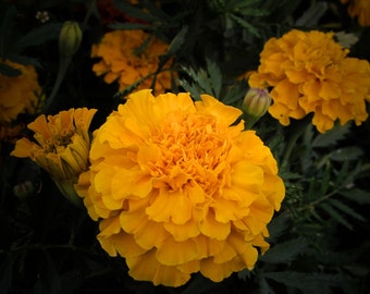 Heirloom Orange Peach Cockscomb Celosia Seeds Attracts