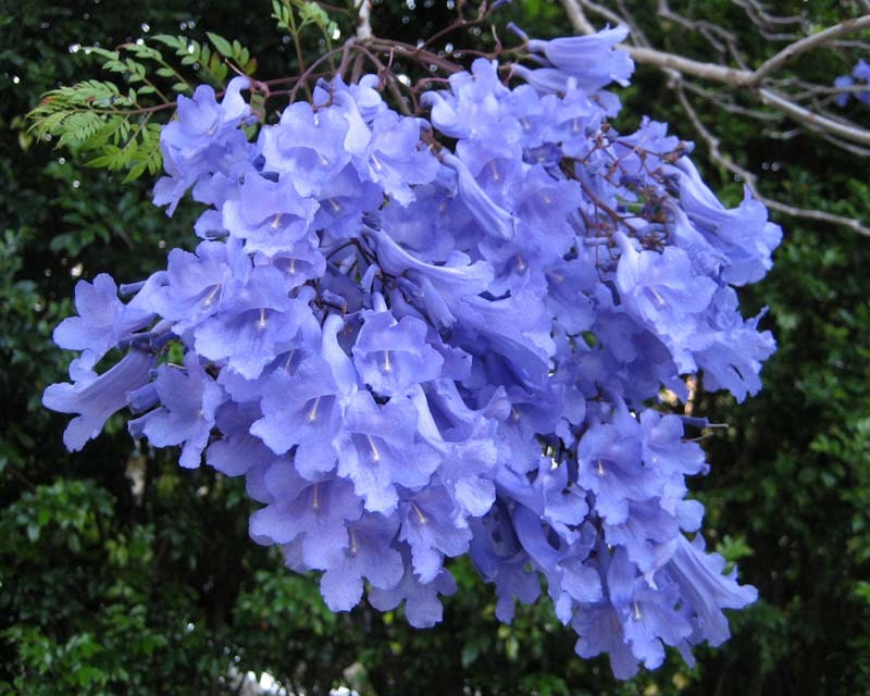 Blue Jacaranda Tree Bonsai Tree Seeds Grow Your Own 5