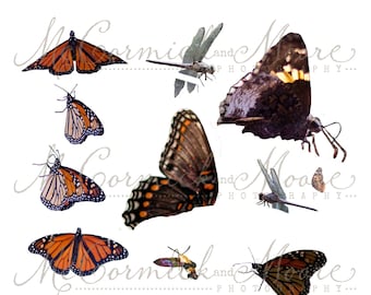 Butterflies & Other Insects Overlay - Photoshop Overlay - Butterfly Dragonfly Bumblebee Bee Moth Overlay Photographer - Photoshop Template