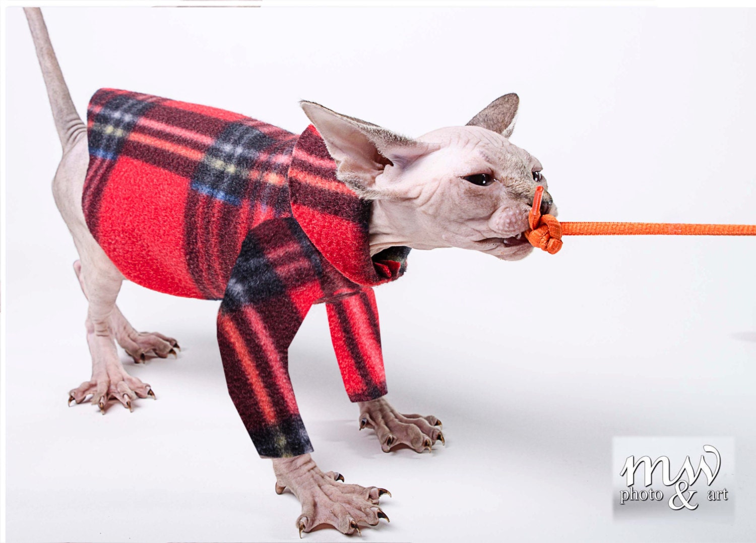 Sphynx cat clothes Emma's plaid donates to Feline by ...