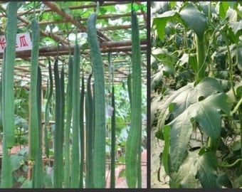 Luffa Angled Seeds "Smooth" (Asian vegetable) Edible Luffa, Chinese okra, The buds, shoots and young leaves are also edible.