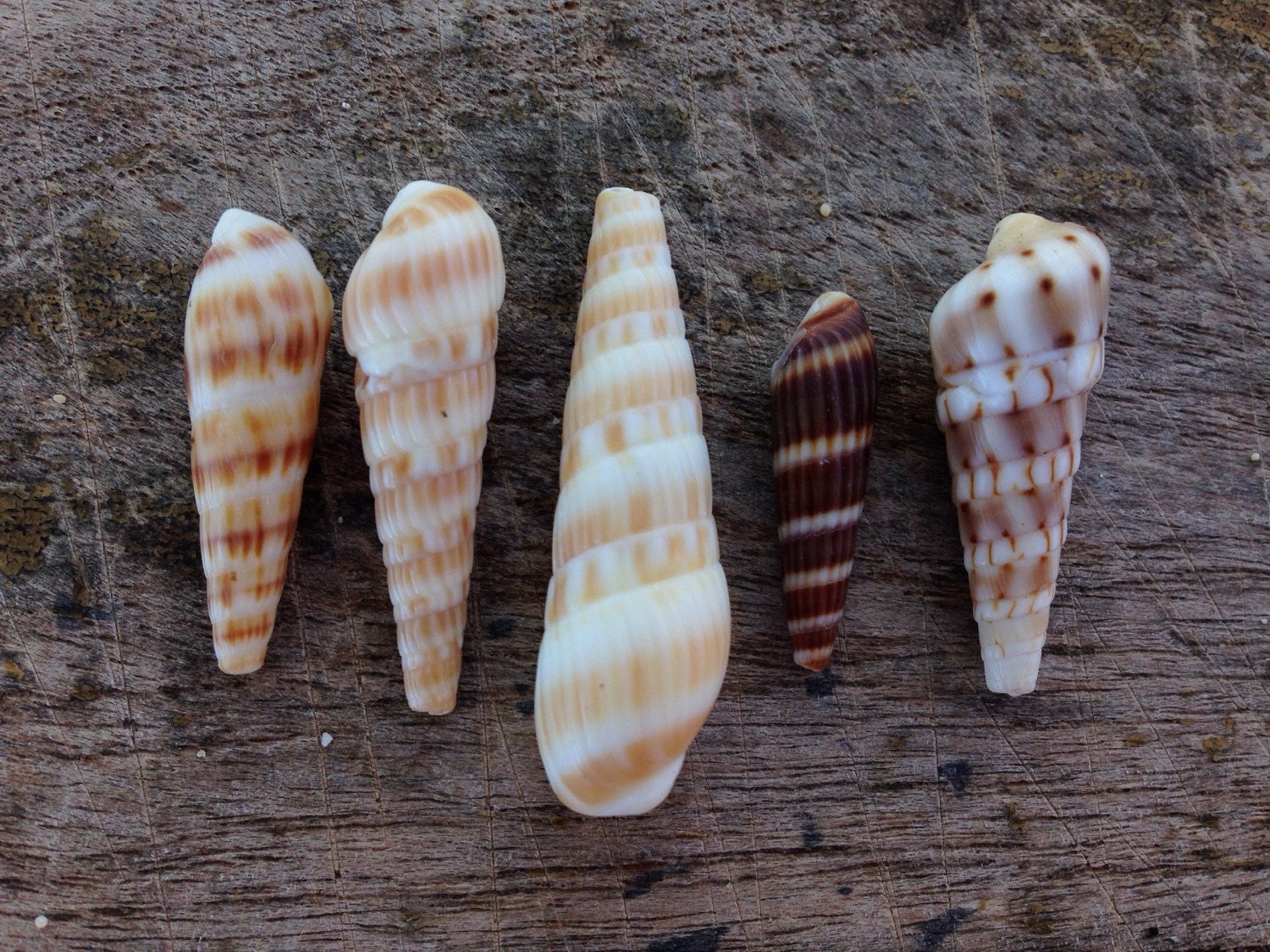 Auger shells lot of 5 surf tumbled