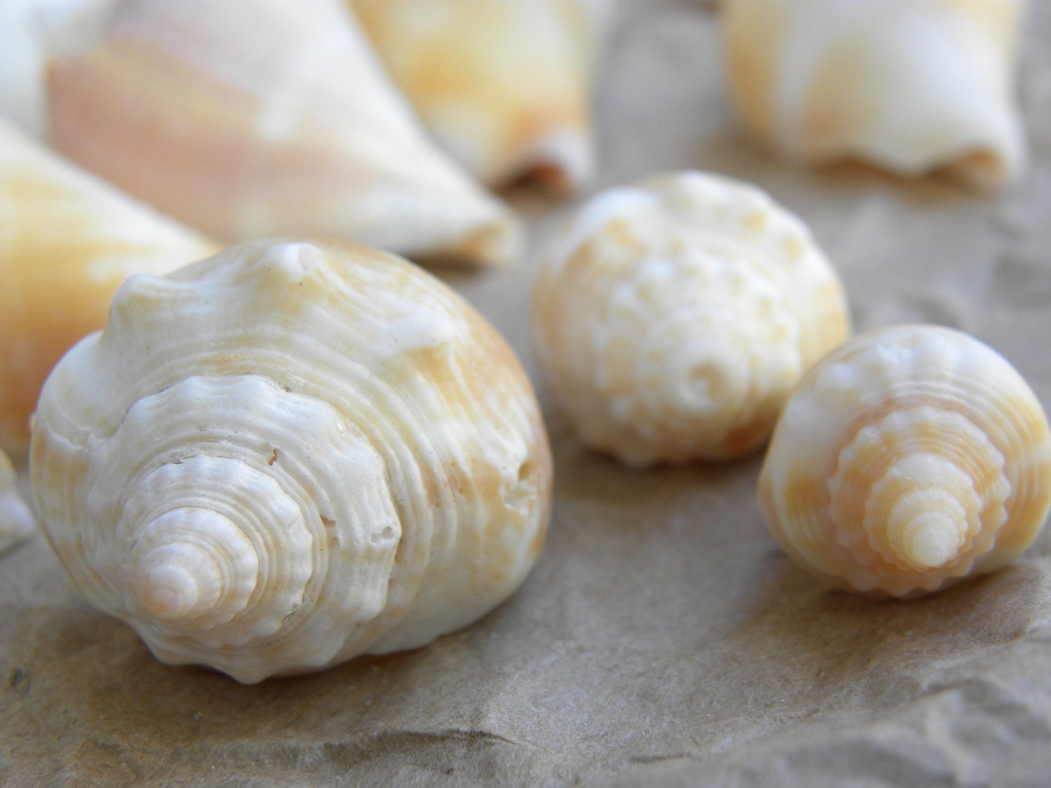 Seashells from the Gulf Of Mexico Beach Decor Craft