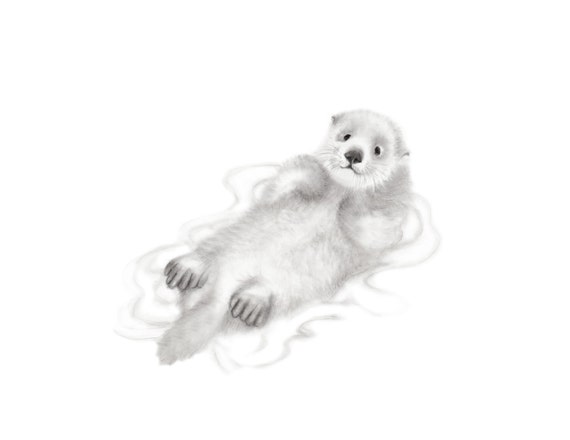 loutre loutre de mer bebe dessin au