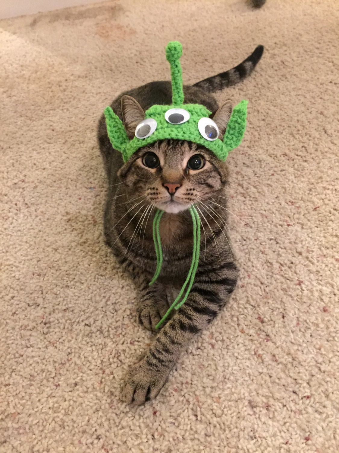 Alien Cat Costume DIY